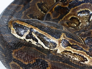 snake_lesson_3.JPG
