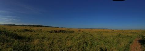 Eating Grass, and other challenges.